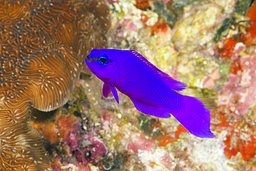 Purple Dottyback, Pseudochromis fridmani, Giftun Island, Red Sea, Egypt