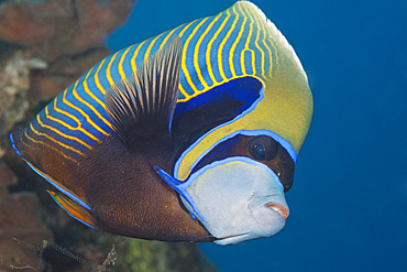 Emperor Angelfish, Pomacanthus imperator, Giftun Island, Red Sea, Egypt