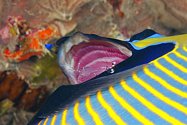 Cleaning Shrimp in Gills of Emperor Angelfish, Pomacanthus imperator, Giftun Island, Red Sea, Egypt