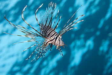 Indian Lionfish, Pterois miles, Brother Islands, Red Sea, Egypt