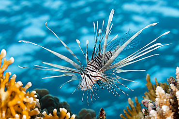 Indian Lionfish, Pterois miles, Brother Islands, Red Sea, Egypt