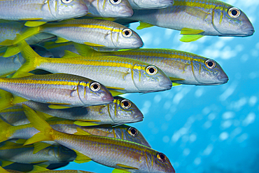 Shoal of Yellowfin Goatfish, Mulloidichthys vanicolensis, Brother Islands, Red Sea, Egypt