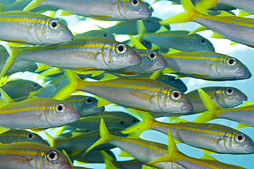 Shoal of Yellowfin Goatfish, Mulloidichthys vanicolensis, Brother Islands, Red Sea, Egypt