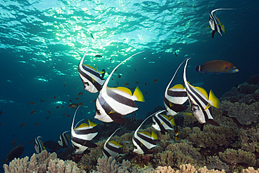 Shoal of Pennant Bannerfish, Heniochus diphreutes, Brother Islands, Red Sea, Egypt