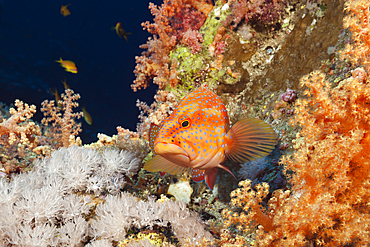 Coral Grouper in Soft corals, Cephalopholis miniata, Brother Islands, Red Sea, Egypt