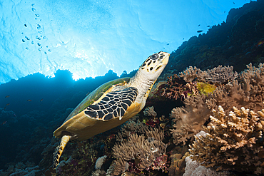 Hawksbill Sea Turtle, Eretmochelys imbricata, Brother Islands, Red Sea, Egypt