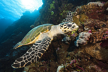 Hawksbill Sea Turtle, Eretmochelys imbricata, Brother Islands, Red Sea, Egypt