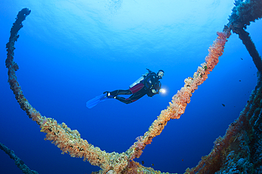 Scuba Diver at Numidia Wreck, Brother Islands, Red Sea, Egypt