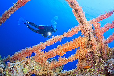 Scuba Diver at Numidia Wreck, Brother Islands, Red Sea, Egypt