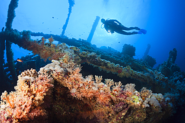 Scuba Diver at Numidia Wreck, Brother Islands, Red Sea, Egypt