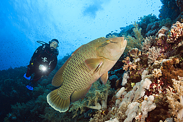 Scuba Diver and Napoleon Wrasse, Cheilinus undulatus, Brother Islands, Red Sea, Egypt