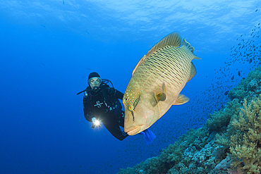 Scuba Diver and Napoleon Wrasse, Cheilinus undulatus, Brother Islands, Red Sea, Egypt