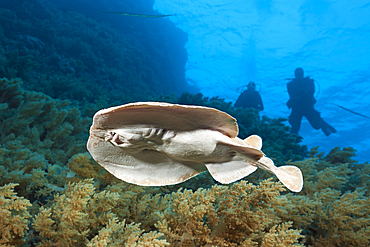 Electric Ray, Torpedo panthera, Brother Islands, Red Sea, Egypt