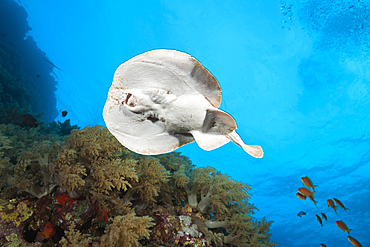 Electric Ray, Torpedo panthera, Brother Islands, Red Sea, Egypt