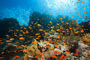 Lyretail Anthias over Coral Reef, Pseudanthias squamipinnis, Brother Islands, Red Sea, Egypt