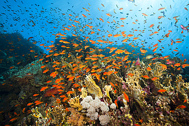 Lyretail Anthias over Coral Reef, Pseudanthias squamipinnis, Brother Islands, Red Sea, Egypt