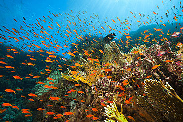 Lyretail Anthias over Coral Reef, Pseudanthias squamipinnis, Brother Islands, Red Sea, Egypt