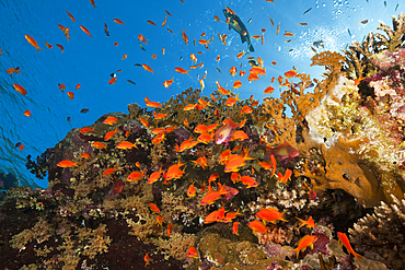 Lyretail Anthias over Coral Reef, Pseudanthias squamipinnis, Brother Islands, Red Sea, Egypt