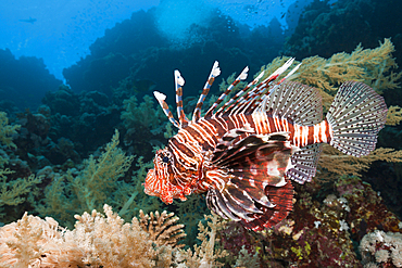 Indian Lionfish, Pterois miles, Brother Islands, Red Sea, Egypt