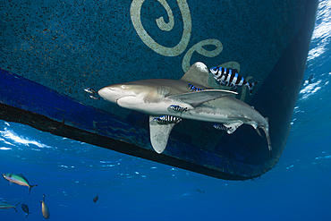 Oceanic Whitetip Shark below Liveaboard, Carcharhinus longimanus, Brother Islands, Red Sea, Egypt