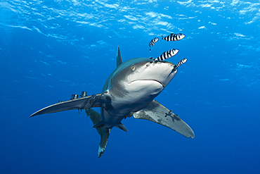 Oceanic Whitetip Shark, Carcharhinus longimanus, Brother Islands, Red Sea, Egypt