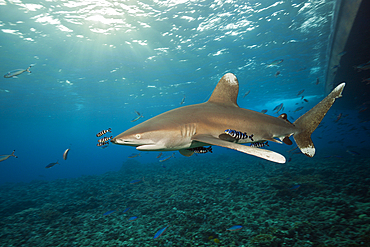 Oceanic Whitetip Shark, Carcharhinus longimanus, Brother Islands, Red Sea, Egypt