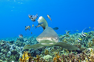 Oceanic Whitetip Shark, Carcharhinus longimanus, Brother Islands, Red Sea, Egypt