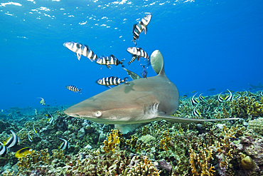 Oceanic Whitetip Shark, Carcharhinus longimanus, Brother Islands, Red Sea, Egypt