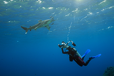 Diver taking photo of Oceanic Whitetip Shark, Carcharhinus longimanus, Brother Islands, Red Sea, Egypt