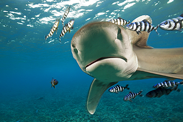 Oceanic Whitetip Shark, Carcharhinus longimanus, Brother Islands, Red Sea, Egypt