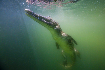 Juvenile American Crocodile, Crocodylus acutus, Florida, Everglades, USA