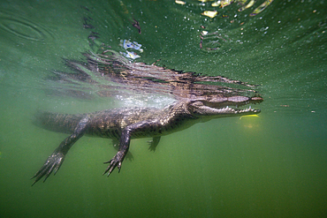 Juvenile American Crocodile, Crocodylus acutus, Florida, Everglades, USA