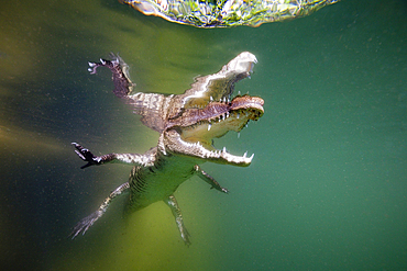 Juvenile American Crocodile, Crocodylus acutus, Florida, Everglades, USA