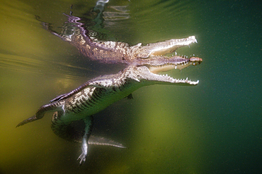 Juvenile American Crocodile, Crocodylus acutus, Florida, Everglades, USA