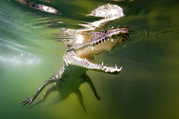 Juvenile American Crocodile, Crocodylus acutus, Florida, Everglades, USA