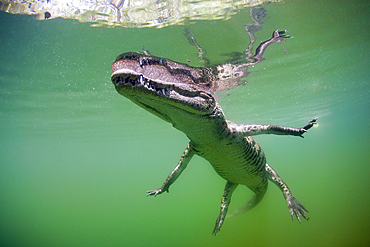 Juvenile American Crocodile, Crocodylus acutus, Florida, Everglades, USA