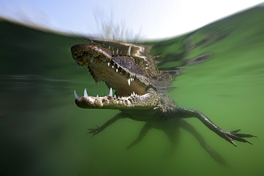 Juvenile American Crocodile, Crocodylus acutus, Florida, Everglades, USA