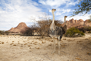 South African Ostrich, Struthio camelus australis, Spitzkoppe, Namibia