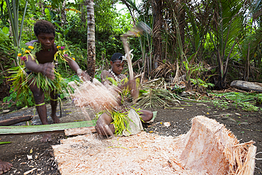 Demonstration of making Sago, Tufi, Oro Province, Papua New Guinea