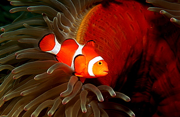 Clown anemonefish, Clownfish, Amphiprion ocellaris, Philippines, Bohol Sea, Pacific Ocean, Panglao Island, Bohol