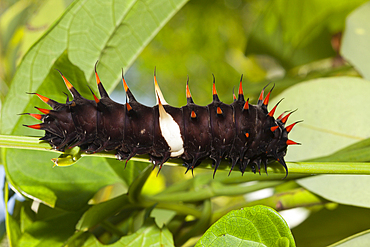 Caterpillar Queen Alexandras Birdwing, Ornithoptera alexandrae, Tufi, Oro Province, Papua New Guinea