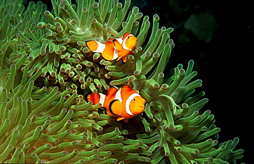 Two Clown anemonefish, Clownfish, Amphiprion ocellaris, Philippines, Bohol Sea, Pacific Ocean, Panglao Island, Bohol