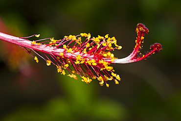 Red Hibiscus, Hibiscus sp., Tufi, Oro Province, Papua New Guinea