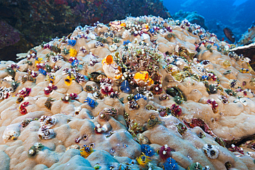 Cluster of Christmas-Tree-Worms, Spirobranchus giganteus, Tufi, Solomon Sea, Papua New Guinea