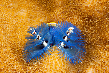 Blue Christmas-Tree-Worm, Spirobranchus giganteus, Tufi, Solomon Sea, Papua New Guinea