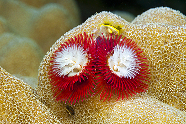 Red Christmas-Tree-Worm, Spirobranchus giganteus, Tufi, Solomon Sea, Papua New Guinea