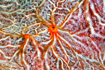 Seasponge Detail, Porifera, Tufi, Solomon Sea, Papua New Guinea