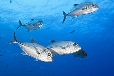 Shoal of Bigeye Trevally, Caranx sexfasciatus, Tufi, Solomon Sea, Papua New Guinea