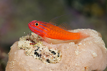 Stripeheaded Goby, Trimma striatum, Tufi, Solomon Sea, Papua New Guinea