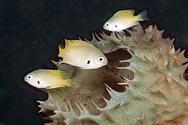 Goldback Damsel, Pomacentrus nigromanus, Tufi, Solomon Sea, Papua New Guinea